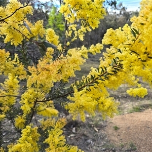Acacia (genus) (A Wattle) at Symonston, ACT - 24 Sep 2025 by Mike