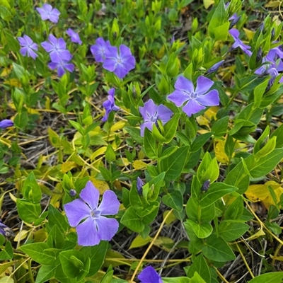 Vinca major (Blue Periwinkle) at Symonston, ACT - 24 Sep 2025 by Mike