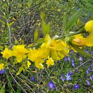 Jasminum mesnyi at Symonston, ACT - 24 Sep 2025 by Mike