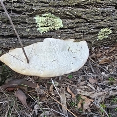 Unverified Shelf-like to hoof-like & usually on wood at Symonston, ACT - 24 Sep 2025 by Mike