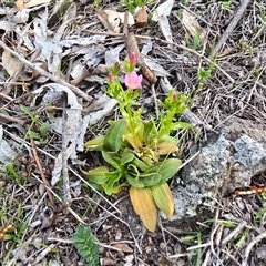 Centaurium erythraea (Common Centaury) at Symonston, ACT - 24 Sep 2025 by Mike
