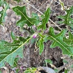 Solanum cinereum (Narrawa Burr) at Symonston, ACT - 24 Sep 2025 by Mike