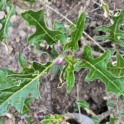 Solanum cinereum (Narrawa Burr) at Symonston, ACT - 24 Sep 2025 by Mike