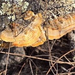 Unverified Pored or somewhat maze-like on underside [bracket polypores] at Symonston, ACT - 24 Sep 2025 by Mike