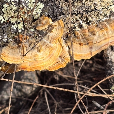 Unverified Pored or somewhat maze-like on underside [bracket polypores] at Symonston, ACT - 24 Sep 2025 by Mike