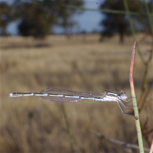 Austrolestes leda (Wandering Ringtail) at Morton Plains, VIC - 25 Apr 2013 by WendyEM