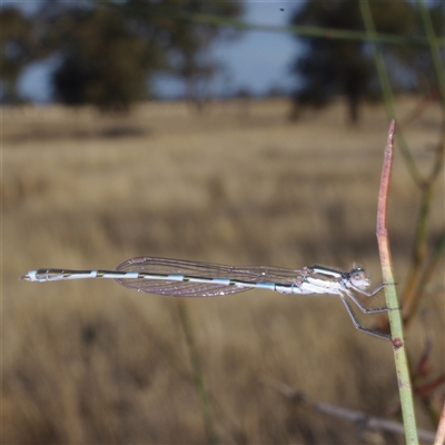 Austrolestes leda (Wandering Ringtail) at Morton Plains, VIC - 25 Apr 2013 by WendyEM