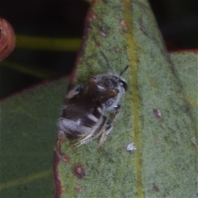 Apiformes (informal group) at Morton Plains, VIC - 25 Apr 2013 by WendyEM