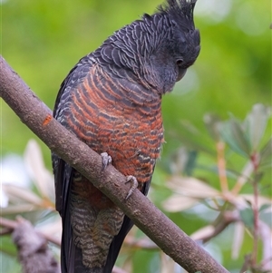 Callocephalon fimbriatum (Gang-gang Cockatoo) at Ainslie, ACT - 21 Sep 2025 by jb2602