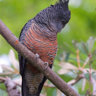 Callocephalon fimbriatum (Gang-gang Cockatoo) at Ainslie, ACT - 21 Sep 2025 by jb2602