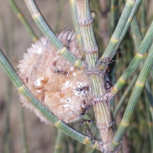 Cylindrococcus sp. (genus) (Allocasuarina Gall) at Morton Plains, VIC - 25 Apr 2013 by WendyEM