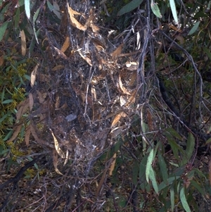 Phryganoporus candidus (Foliage-webbing social spider) at Morton Plains, VIC - 25 Apr 2013 by WendyEM