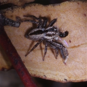Salticidae (family) at Morton Plains, VIC - 25 Apr 2013 by WendyEM