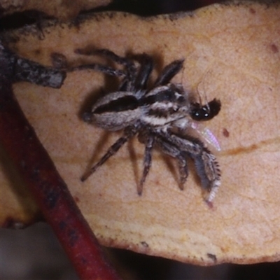 Jotus auripes at Morton Plains, VIC - 25 Apr 2013 by WendyEM
