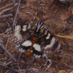 Apina callisto (Pasture Day Moth) at Morton Plains, VIC - 25 Apr 2013 by WendyEM
