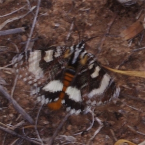 Apina callisto (Pasture Day Moth) at Morton Plains, VIC - 25 Apr 2013 by WendyEM