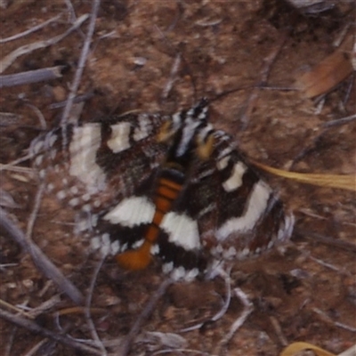 Apina callisto (Pasture Day Moth) at Morton Plains, VIC - 25 Apr 2013 by WendyEM