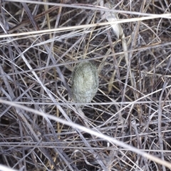 Unverified Spider at Morton Plains, VIC - 25 Apr 2013 by WendyEM
