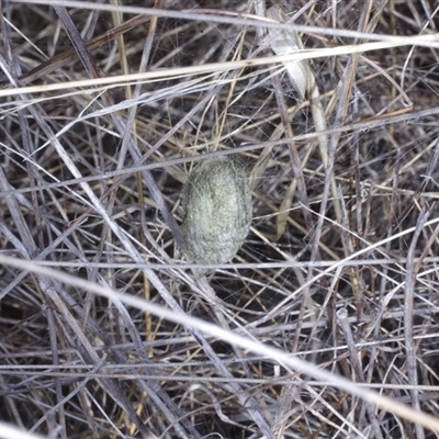 Unverified Spider at Morton Plains, VIC - 25 Apr 2013 by WendyEM