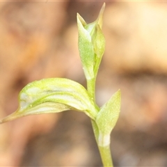 Oligochaetochilus aciculiformis (Needle-point rustyhood) at Uriarra Village, ACT - 24 Sep 2025 by Harrisi