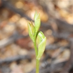 Oligochaetochilus aciculiformis (Needle-point rustyhood) at Uriarra Village, ACT - 24 Sep 2025 by Harrisi