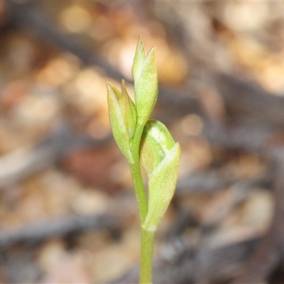 Oligochaetochilus aciculiformis (Needle-point rustyhood) at Uriarra Village, ACT - 24 Sep 2025 by Harrisi