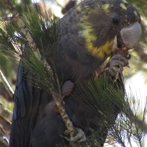 Calyptorhynchus lathami lathami (Glossy Black-Cockatoo) at Marulan, NSW - 14 Nov 2020 by GITM1