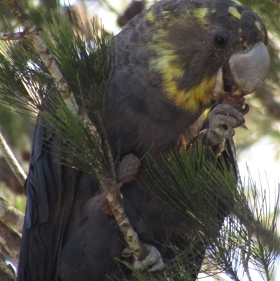 Calyptorhynchus lathami lathami (Glossy Black-Cockatoo) at Marulan, NSW - 14 Nov 2020 by GITM1
