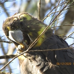 Calyptorhynchus lathami lathami (Glossy Black-Cockatoo) at Marulan, NSW - 6 Dec 2020 by GITM1