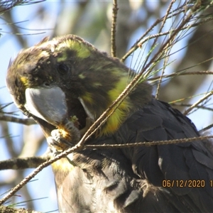 Calyptorhynchus lathami lathami (Glossy Black-Cockatoo) at Marulan, NSW - 6 Dec 2020 by GITM1