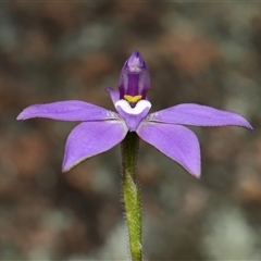 Glossodia major (Wax Lip Orchid) at Tharwa, ACT - 24 Sep 2025 by TimL