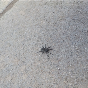Lycosidae (family) (Wolf spider) at Tharwa, ACT - 20 Sep 2025 by Eliplam07