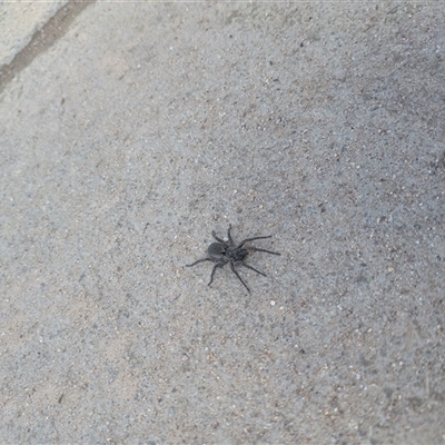 Lycosidae (family) (Wolf spider) at Tharwa, ACT - 20 Sep 2025 by Eliplam07
