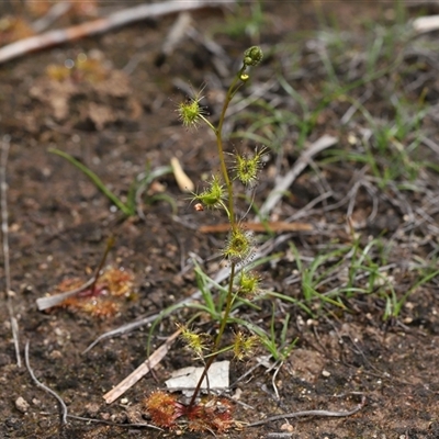 Drosera (genus) (A Sundew) at Tharwa, ACT - 24 Sep 2025 by TimL