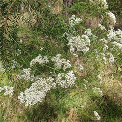 Unverified Other Shrub by Carolina