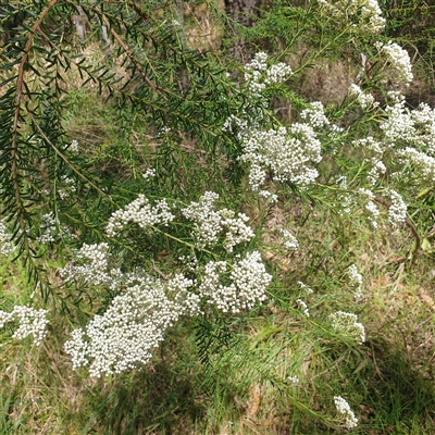 Unverified Other Shrub at  - suppressed by Carolina