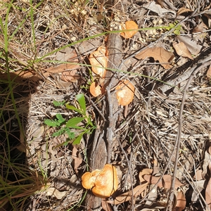Trametes coccinea (Scarlet Bracket) at Lanitza, NSW - 24 Sep 2025 by Carolina