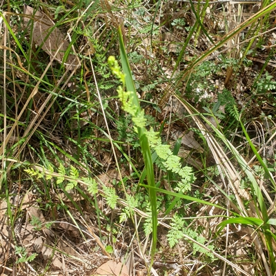 Cheilanthes sieberi subsp. sieberi at  - suppressed by Carolina