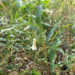 Billardiera scandens by Carolina