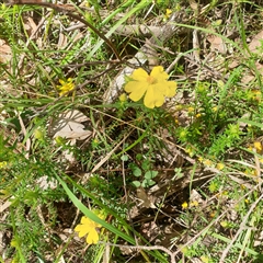 Unverified Other Wildflower or Herb by Carolina