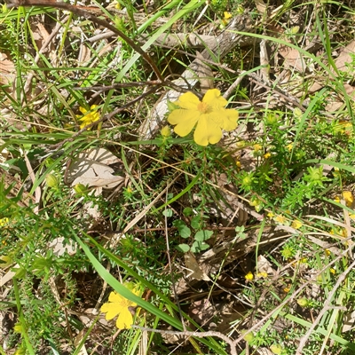 Unverified Other Wildflower or Herb at  - suppressed by Carolina