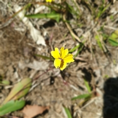 Unverified Other Wildflower or Herb at Lanitza, NSW - 24 Sep 2025 by Carolina