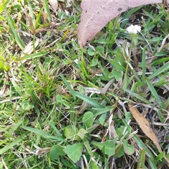 Unverified Other Wildflower or Herb by Carolina