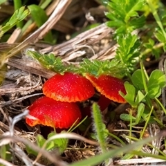 Hygrocybe sp. ‘red’ (A Waxcap) at Bonner, ACT - 20 Sep 2025 by Cmperman