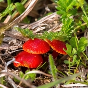 Hygrocybe sp. ‘red’ (A Waxcap) at Bonner, ACT - 20 Sep 2025 by Cmperman