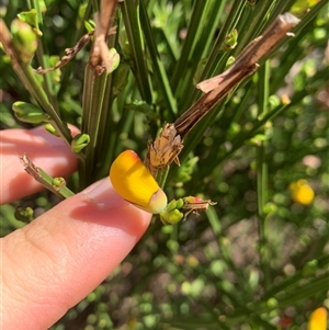Cytisus scoparius subsp. scoparius (Scotch Broom, Broom, English Broom) at Macgregor, ACT - 23 Sep 2025 by jklem621