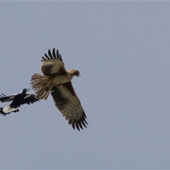 Hieraaetus morphnoides (Little Eagle) at Fyshwick, ACT - 24 Sep 2025 by rawshorty
