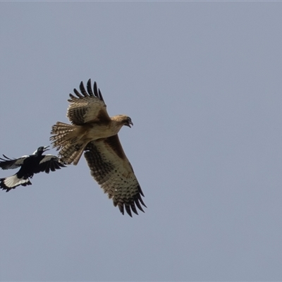 Hieraaetus morphnoides (Little Eagle) at Fyshwick, ACT - 24 Sep 2025 by rawshorty