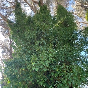 Hedera hibernica at Macgregor, ACT - 23 Sep 2025 by jklem621