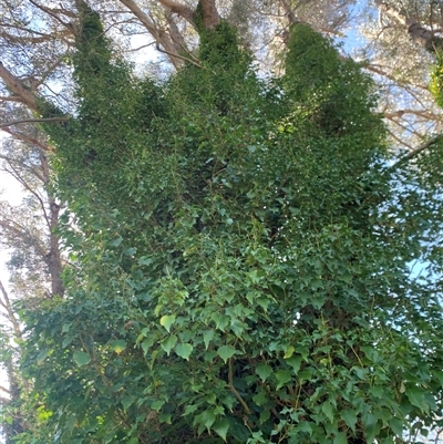 Hedera hibernica at Macgregor, ACT - 23 Sep 2025 by jklem621